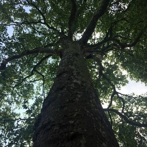 Meet your Posher, Cam